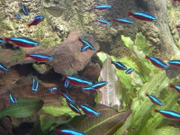 /album/ocealife/dscn6212-mother-jpg/